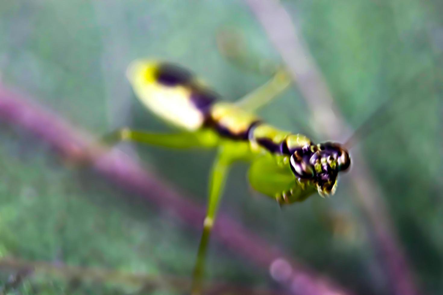 Photo of a praying mantis, a praying insect, with a blurry background texture