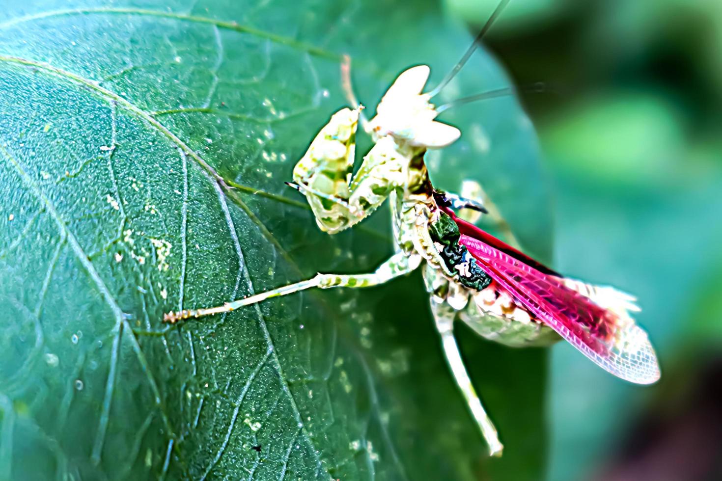 Photo of a praying mantis, a praying insect, with a blurry background texture