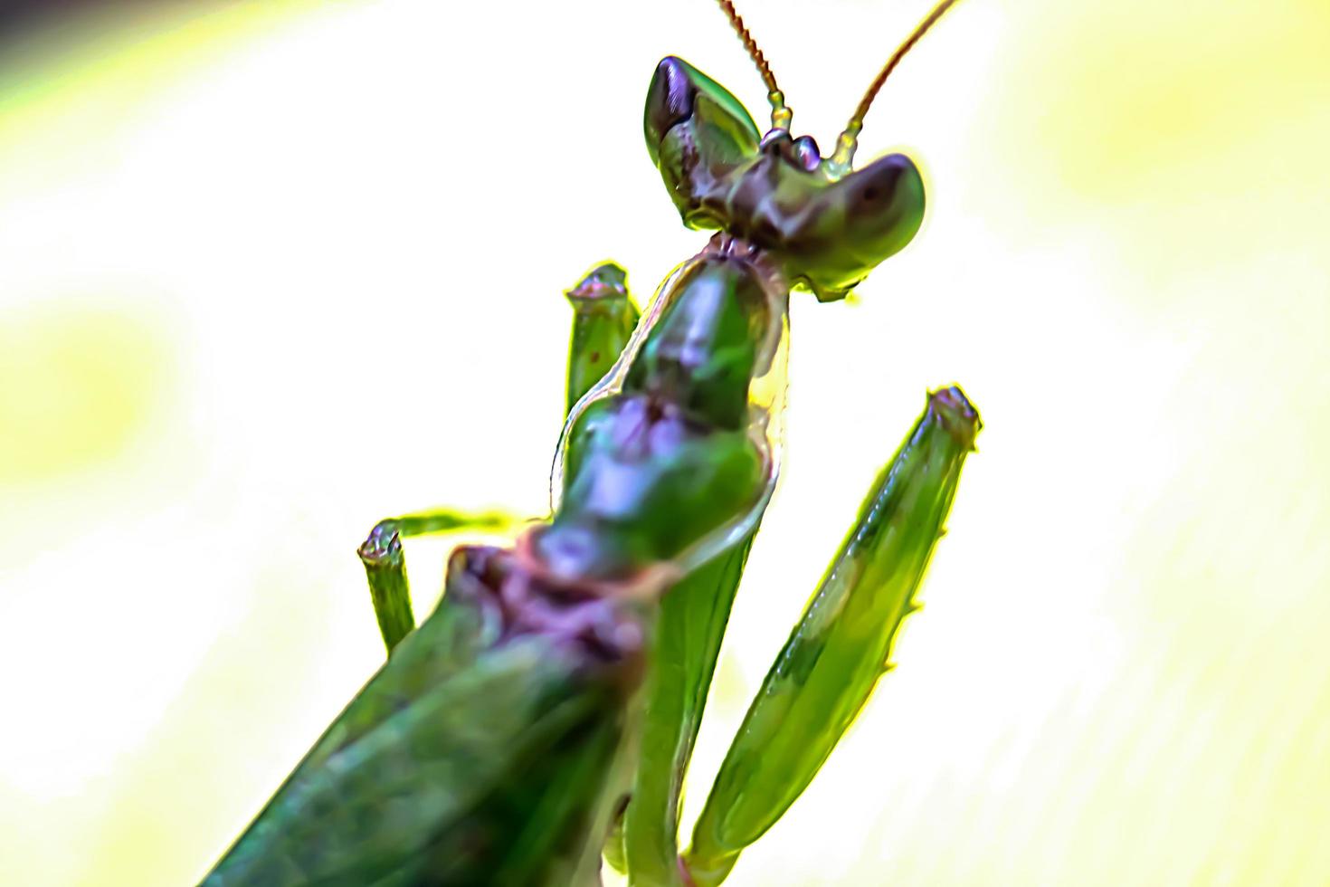 foto de una mantis religiosa, un insecto rezando, con una textura de fondo borrosa