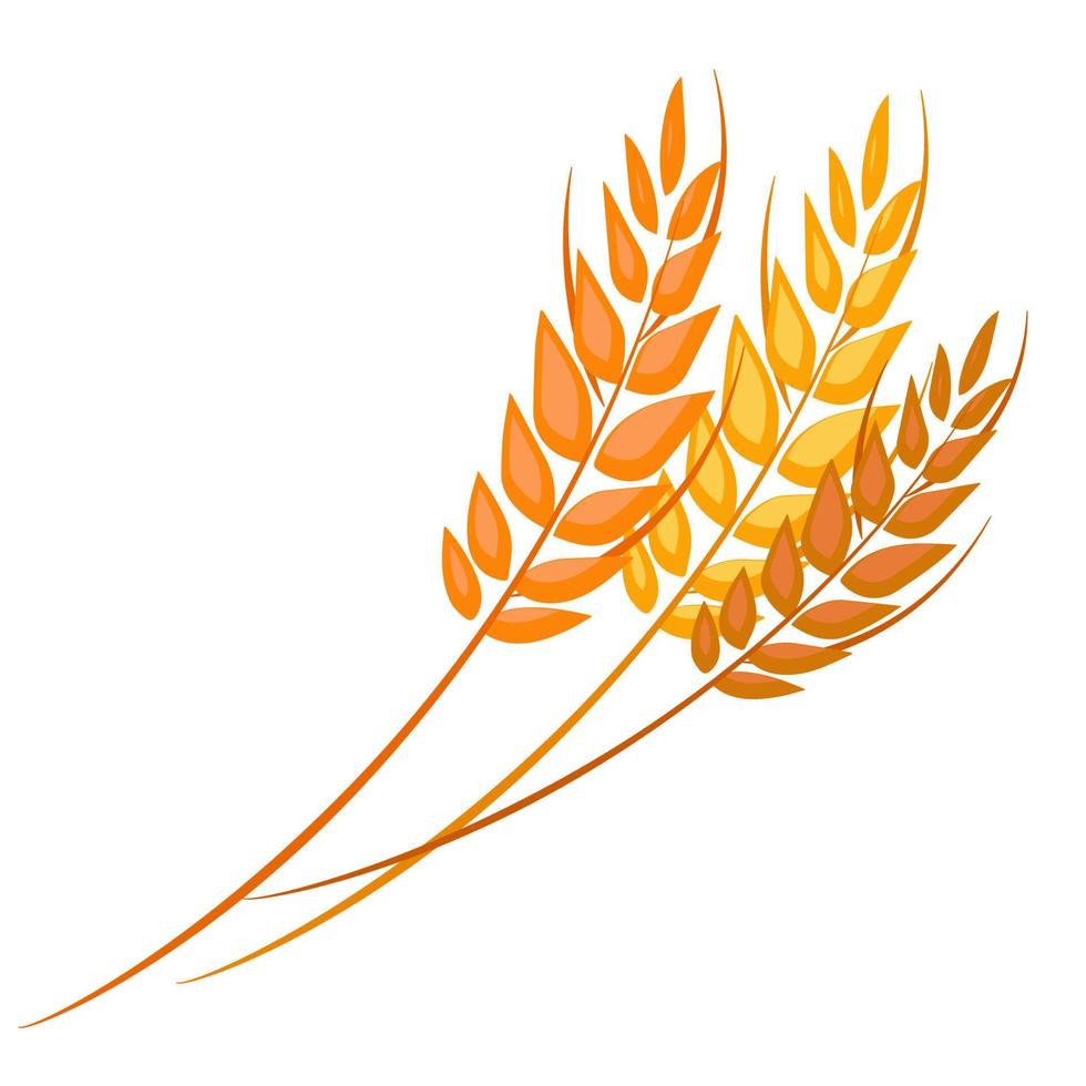 Spikes of wheat with grains. Whole stalks. Isolated vector illustration