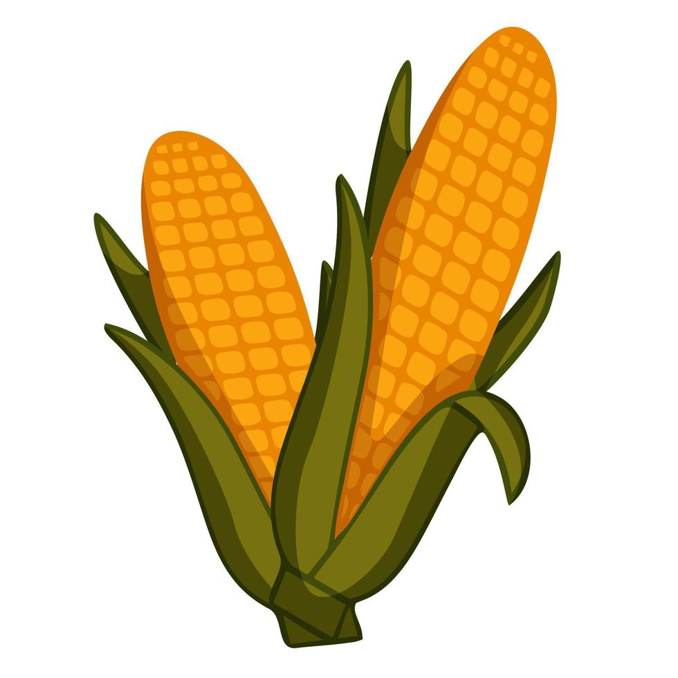 Two fresh corn. Autumn harvest. Vector illustration