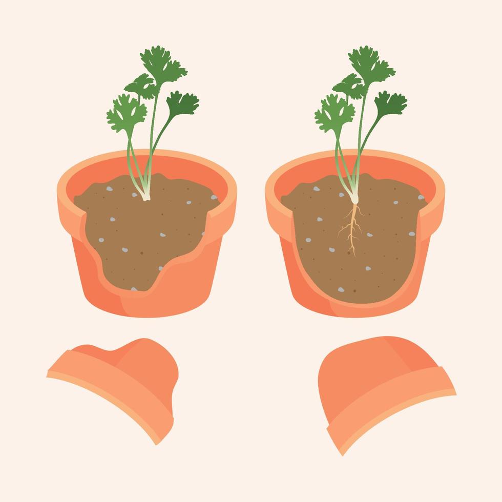 Flowerpot have coriander tree are broken down so can see root vector