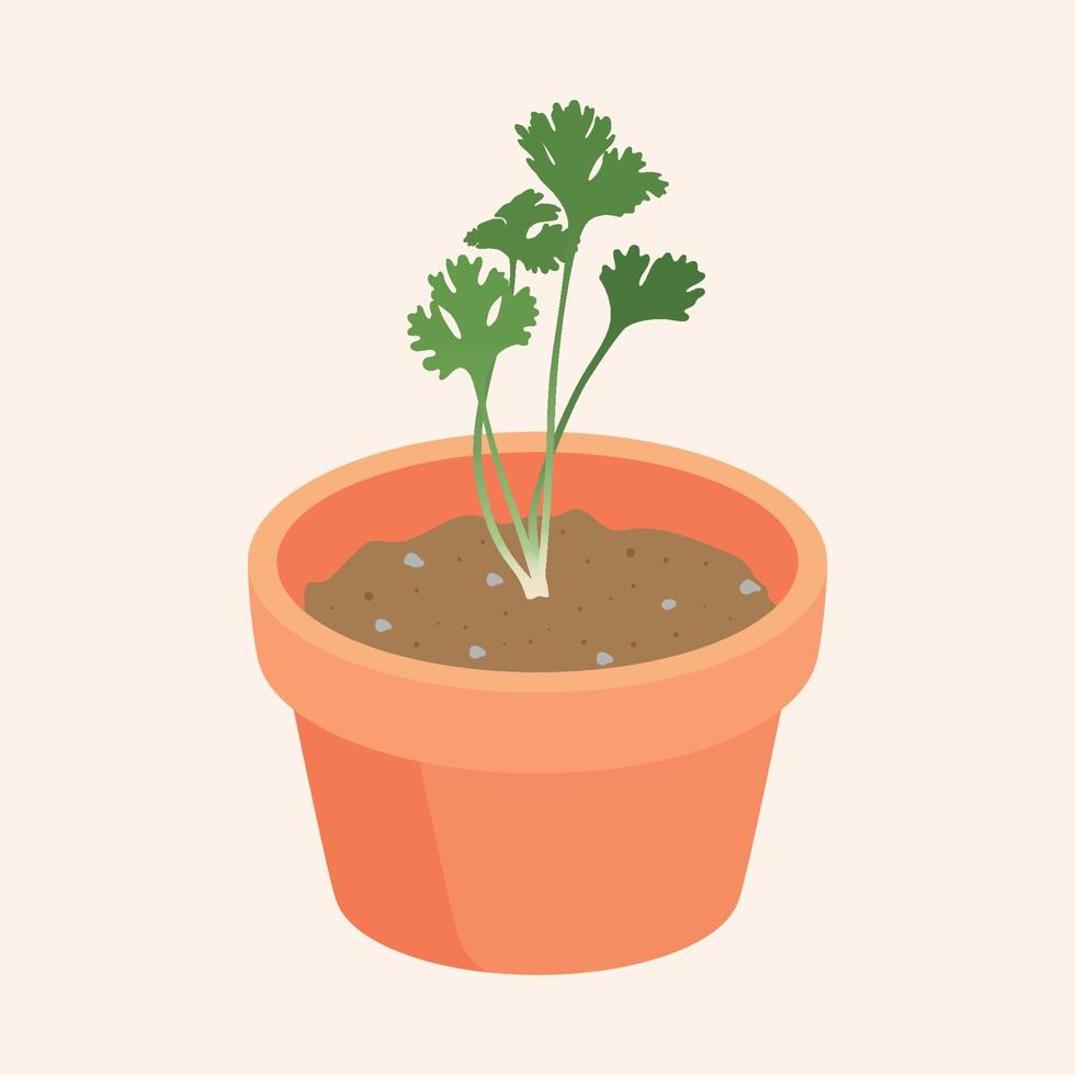 cilantro creciendo en maceta ilustración vectorial vector