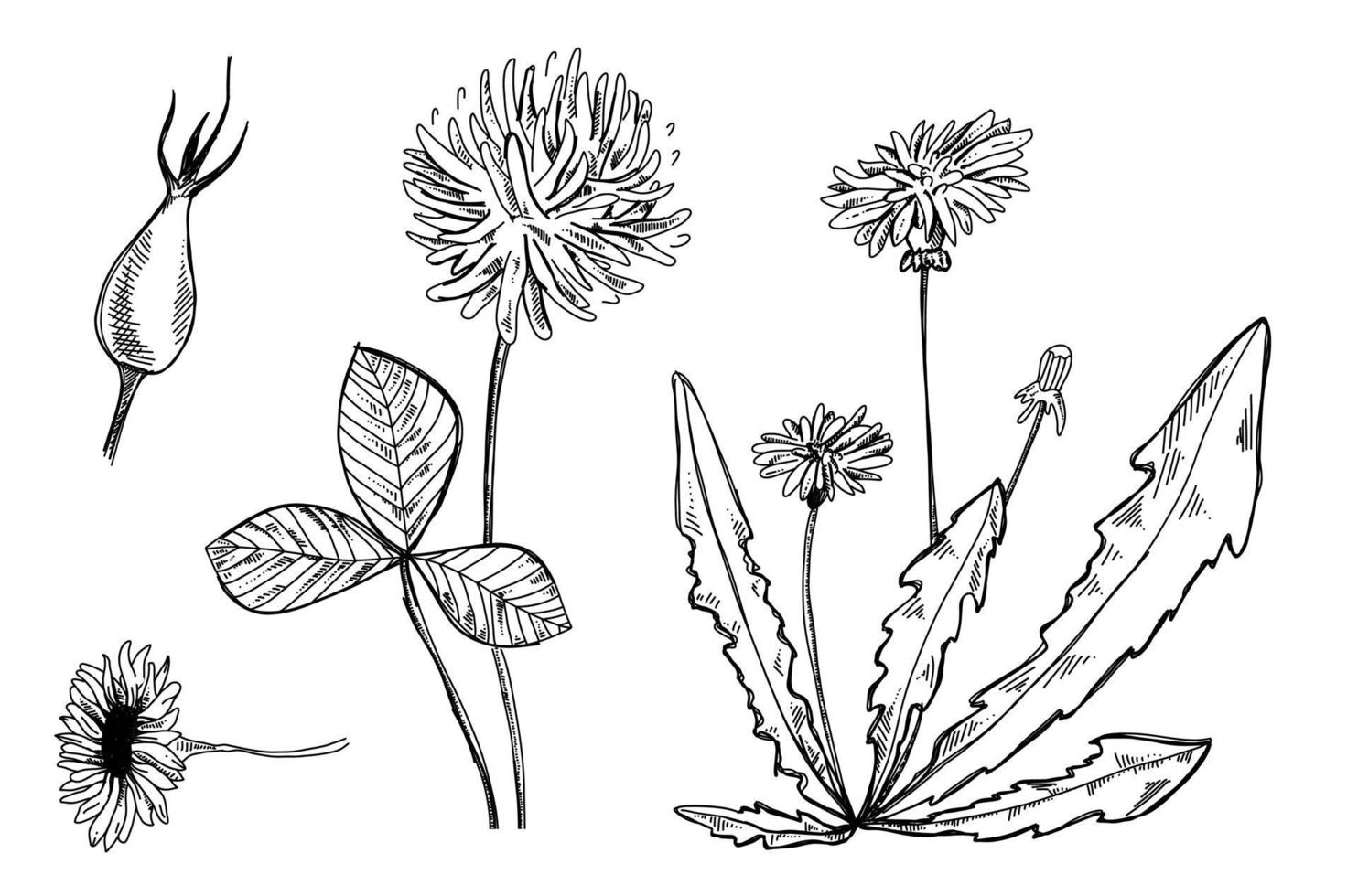 Botanical hand drawn illustration. Dandelion vector sketch. Doodle Shamrock flower. Camellia flower graphic. Rose hip ink.