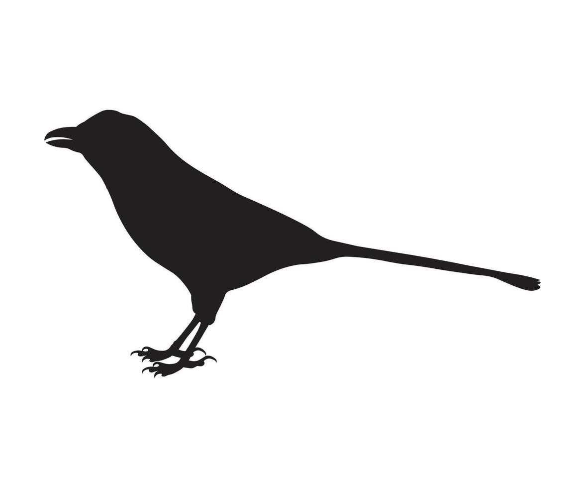 shadow,silhouette of a magpie vector