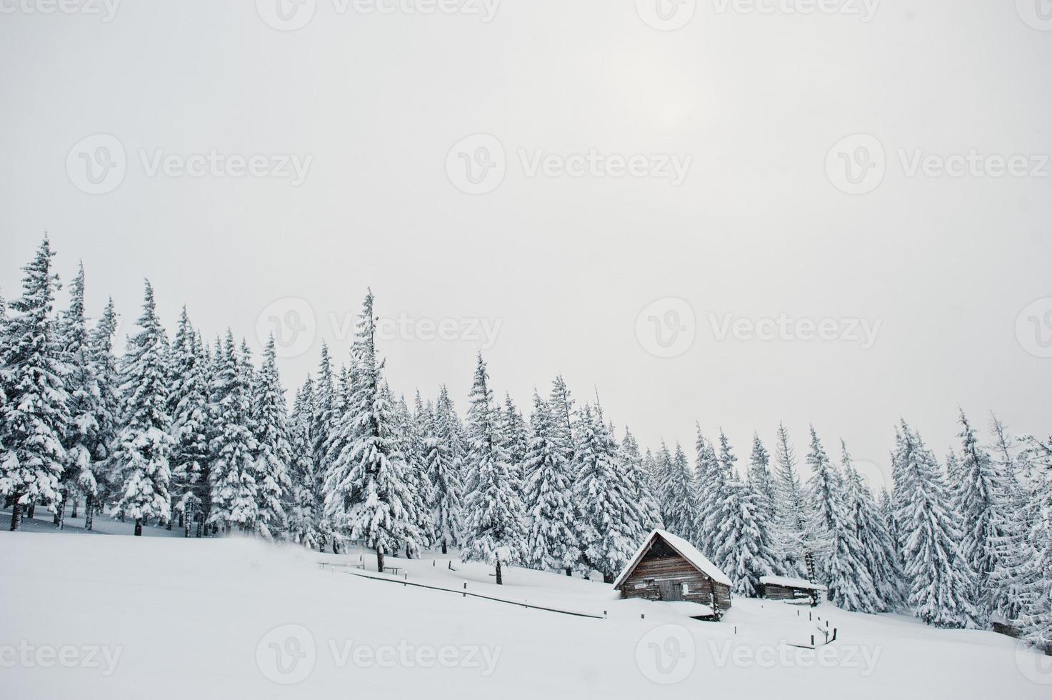 Pine trees covered by snow with wooden house on mountain Chomiak. Beautiful winter landscapes of Carpathian mountains, Ukraine. Frost nature. photo