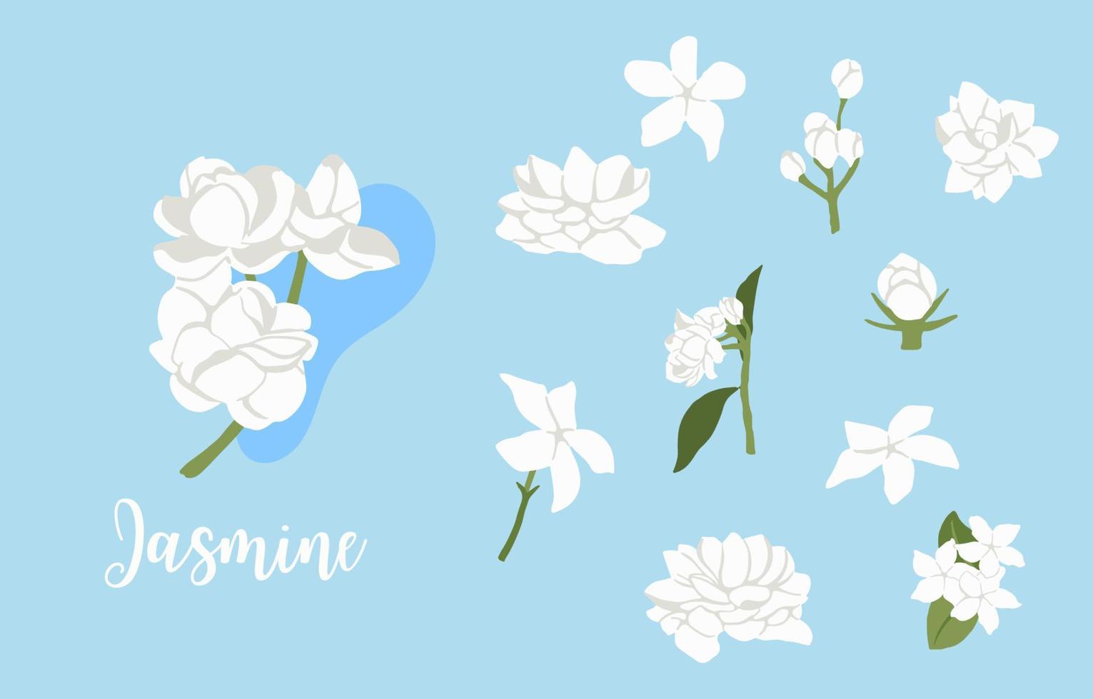 white jasmine object on blue background vector