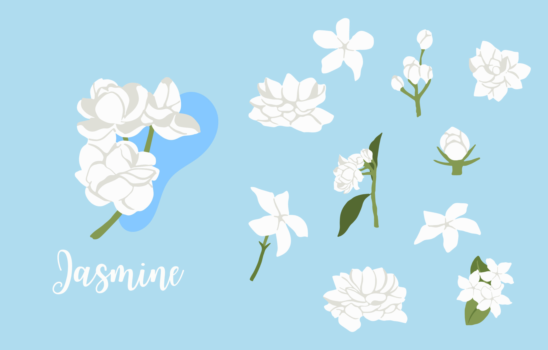 white jasmine object on blue background 10569990 Vector Art at Vecteezy