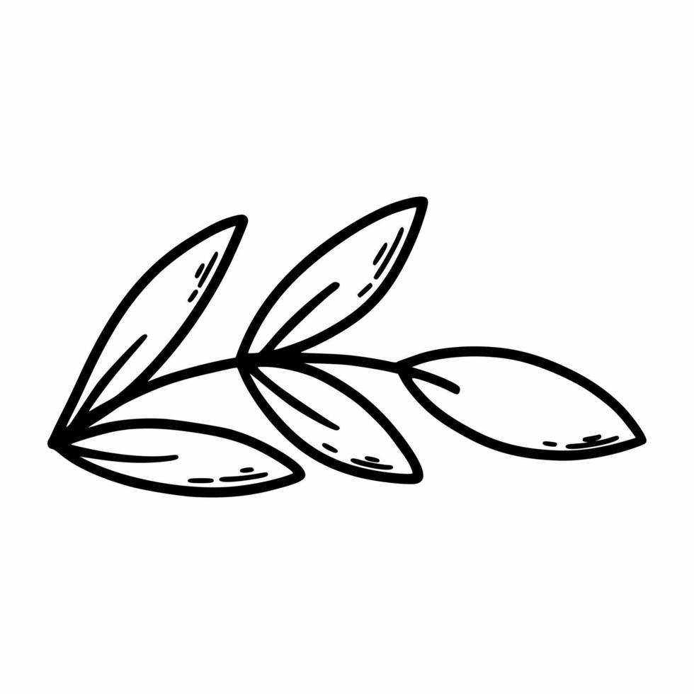 Twig. Herbs and plants. Vector doodle illustration. Hand drawn sketch.