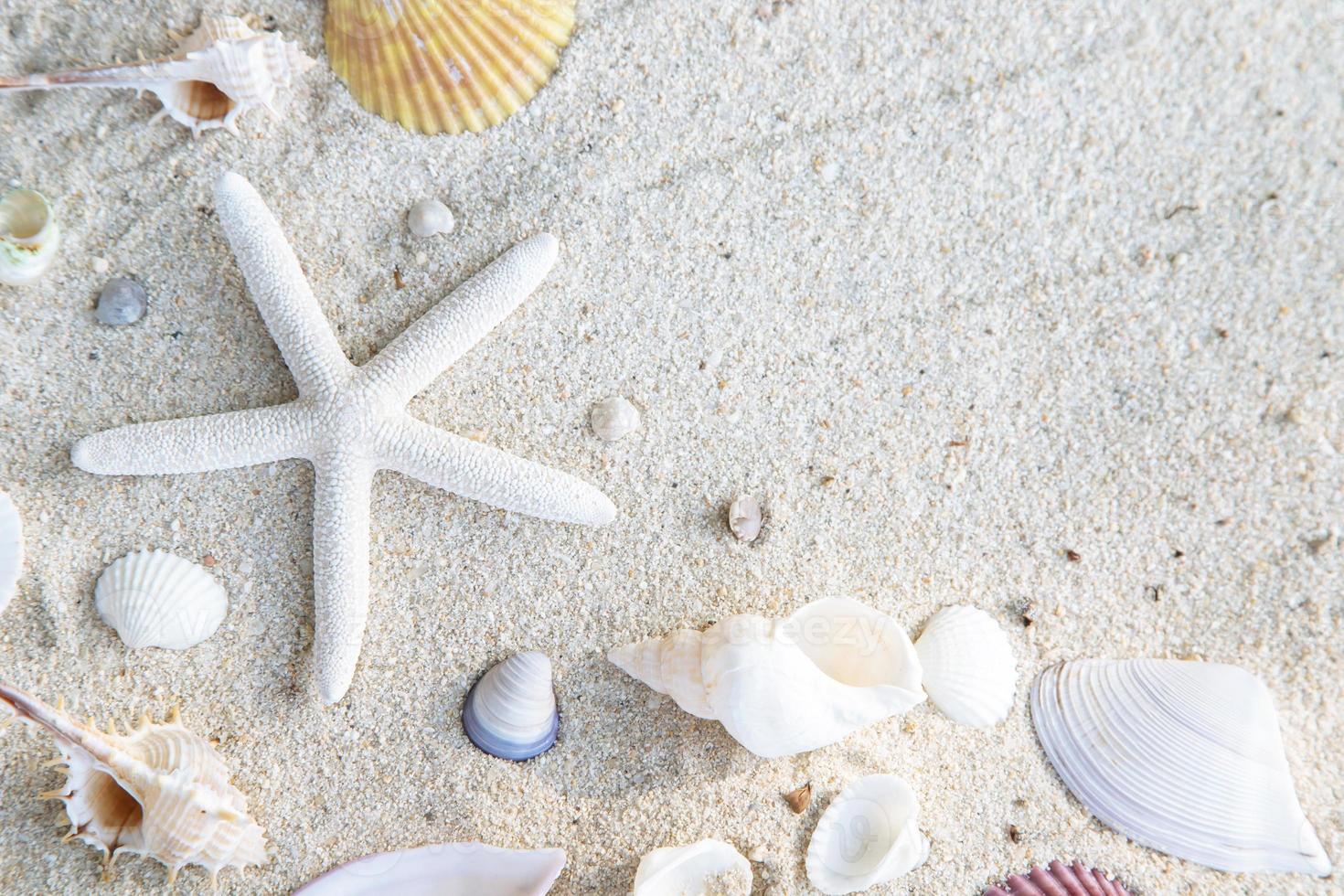 concepto de horario de verano con conchas marinas y estrellas de mar en el fondo blanco de la arena de la playa. espacio libre para la vista superior de la decoración. foto