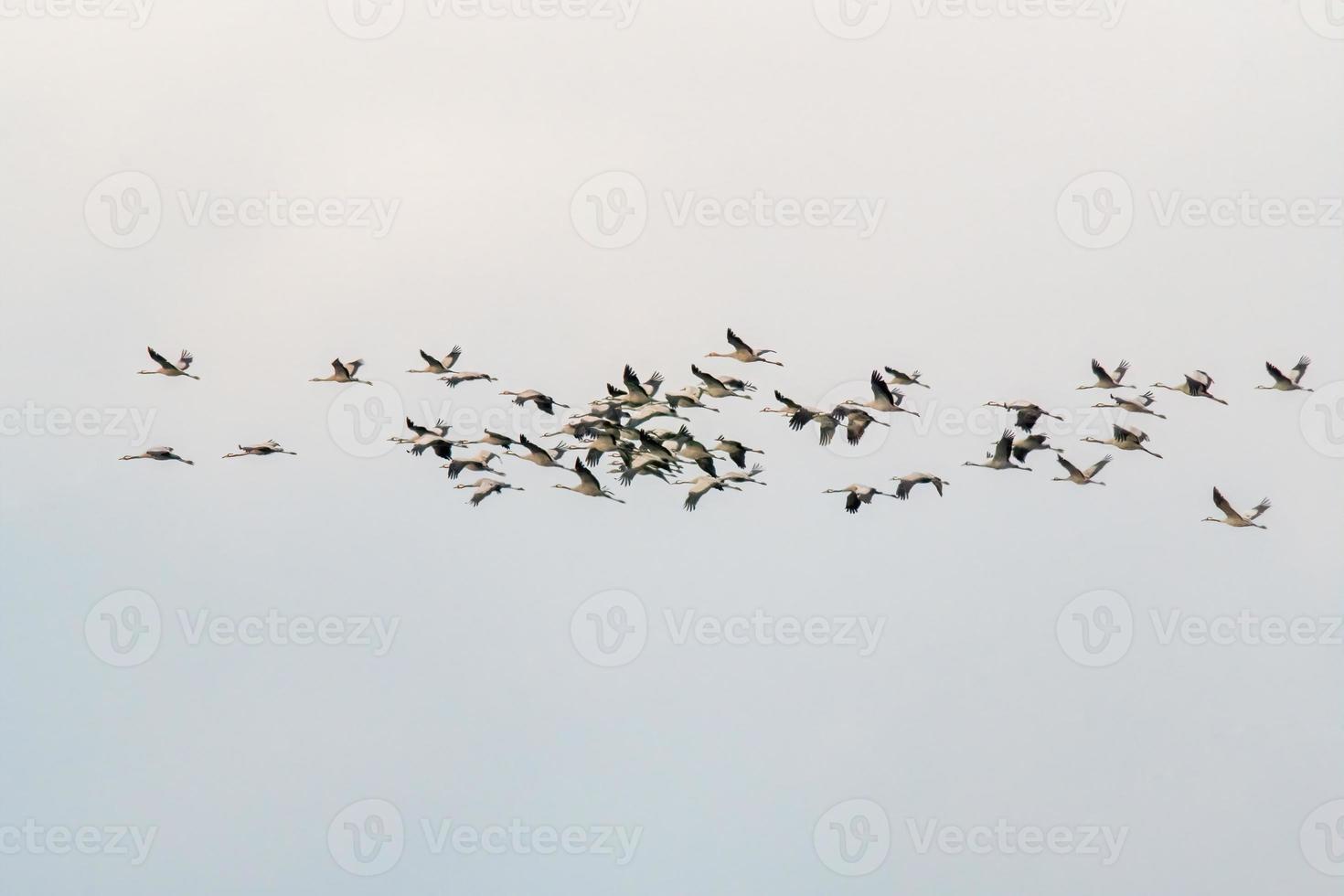 several cranes fly in the sky photo