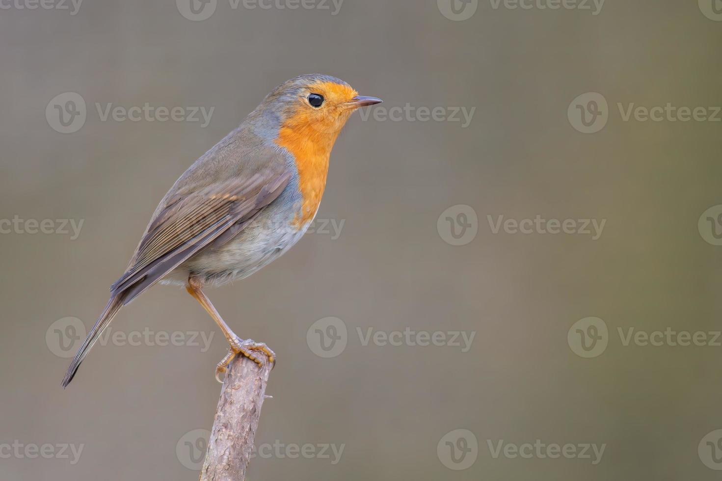 a robin sits on a branch photo