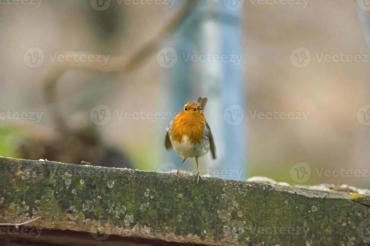 a robin sits on a branch photo