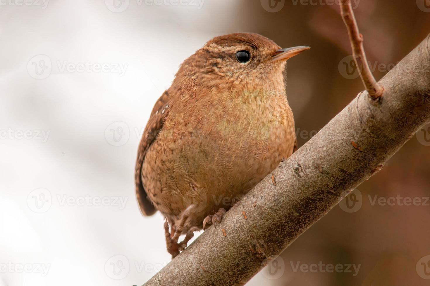 a wren sits on a branch and looks for food photo