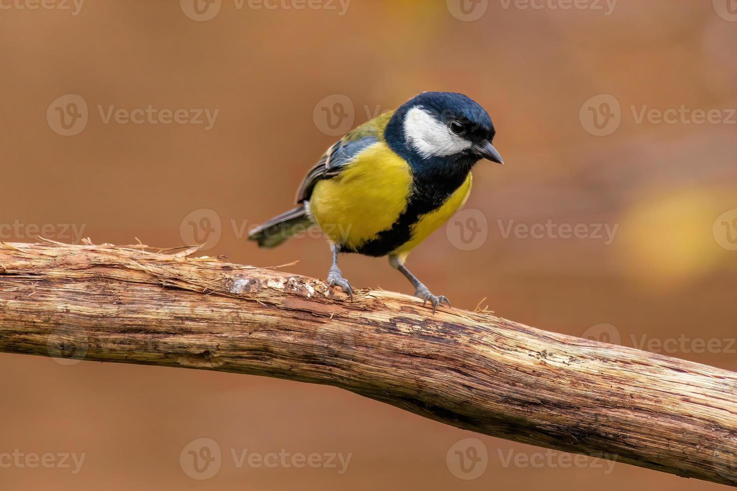 a great tit sits on a branch photo