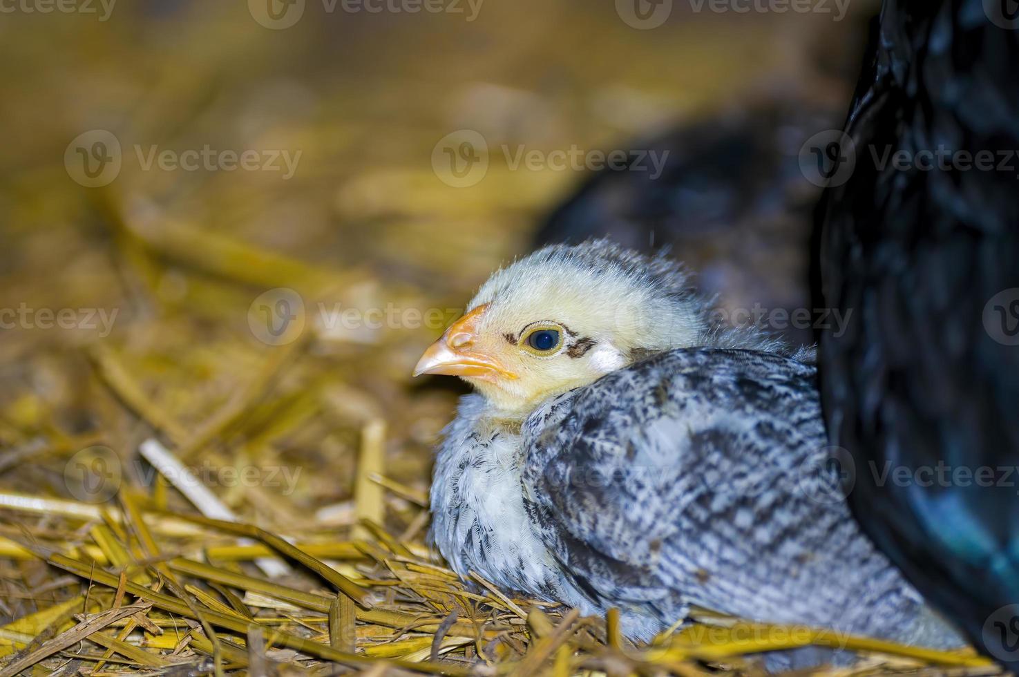 un pollito de ave doméstica sobre paja foto