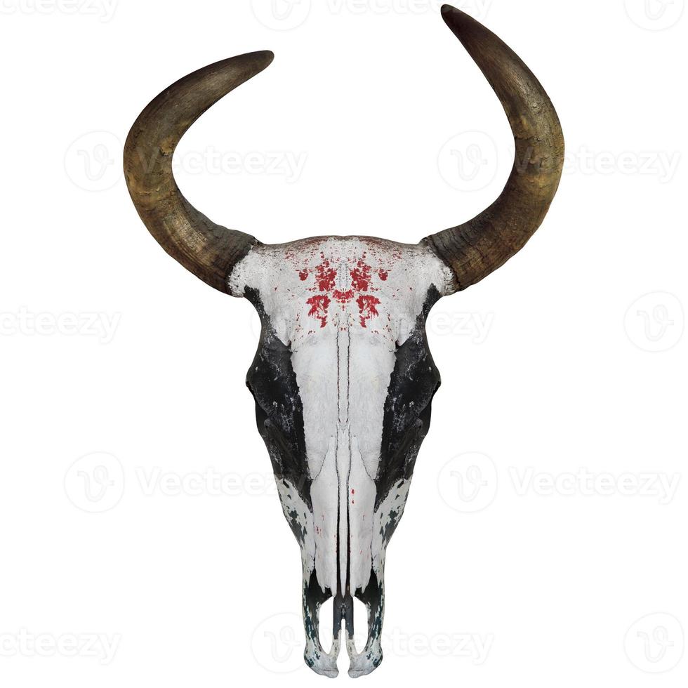 Skull of a cow photo