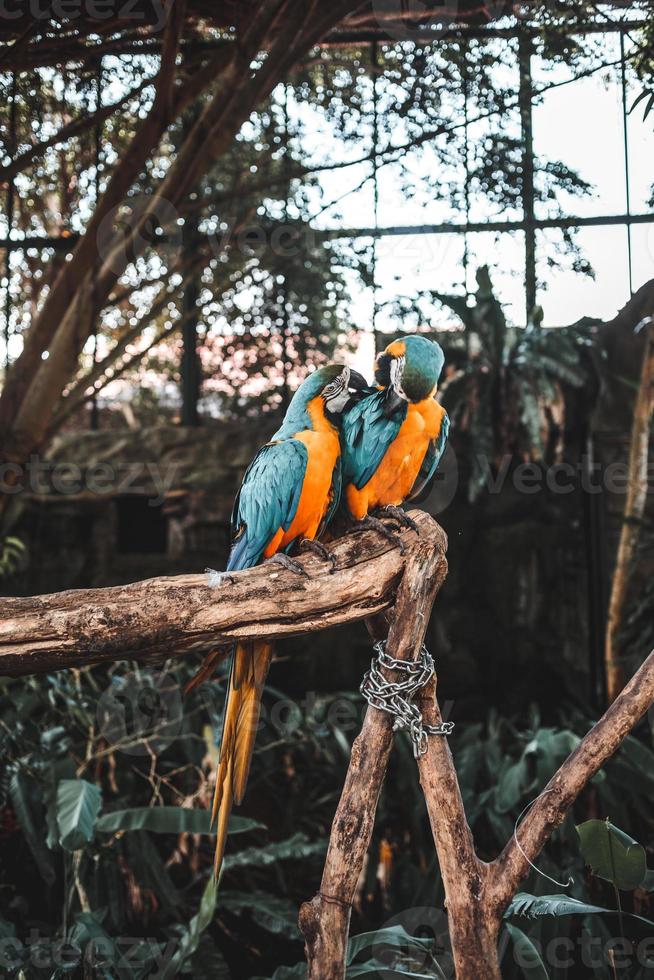 two macaw on tree photo