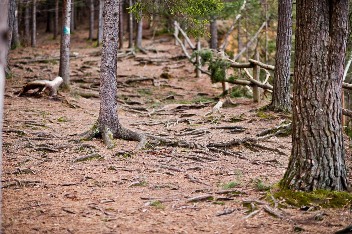 bosque verde con raíces de árboles en las montañas de los cárpatos. foto