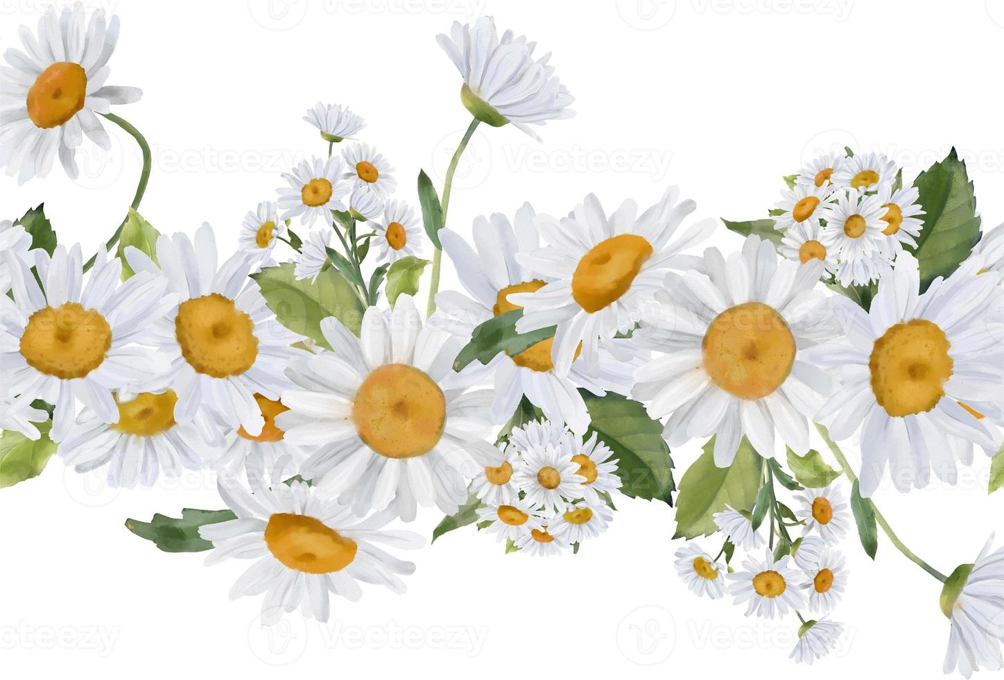 Seamless border with watercolor daisies. Hand drawn botanical drawing. Floral seamless border for fabric, paper and other print and web projects. photo