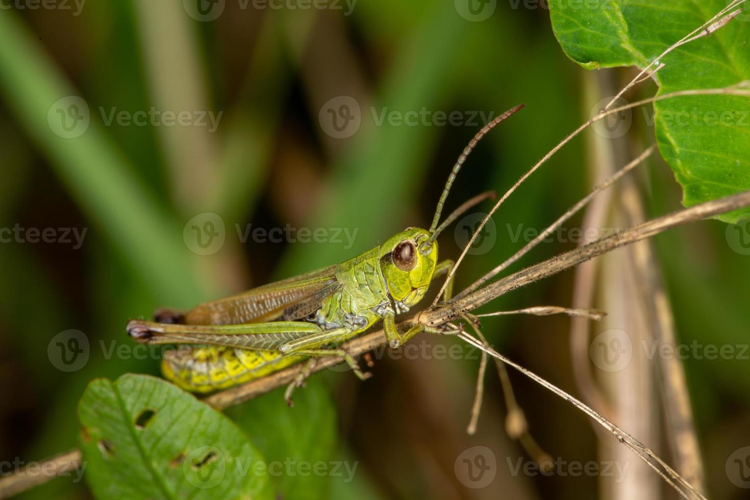Meadow grasshoper sitting on a branch macro photography. Green grasshopper garden wildlife photography. photo