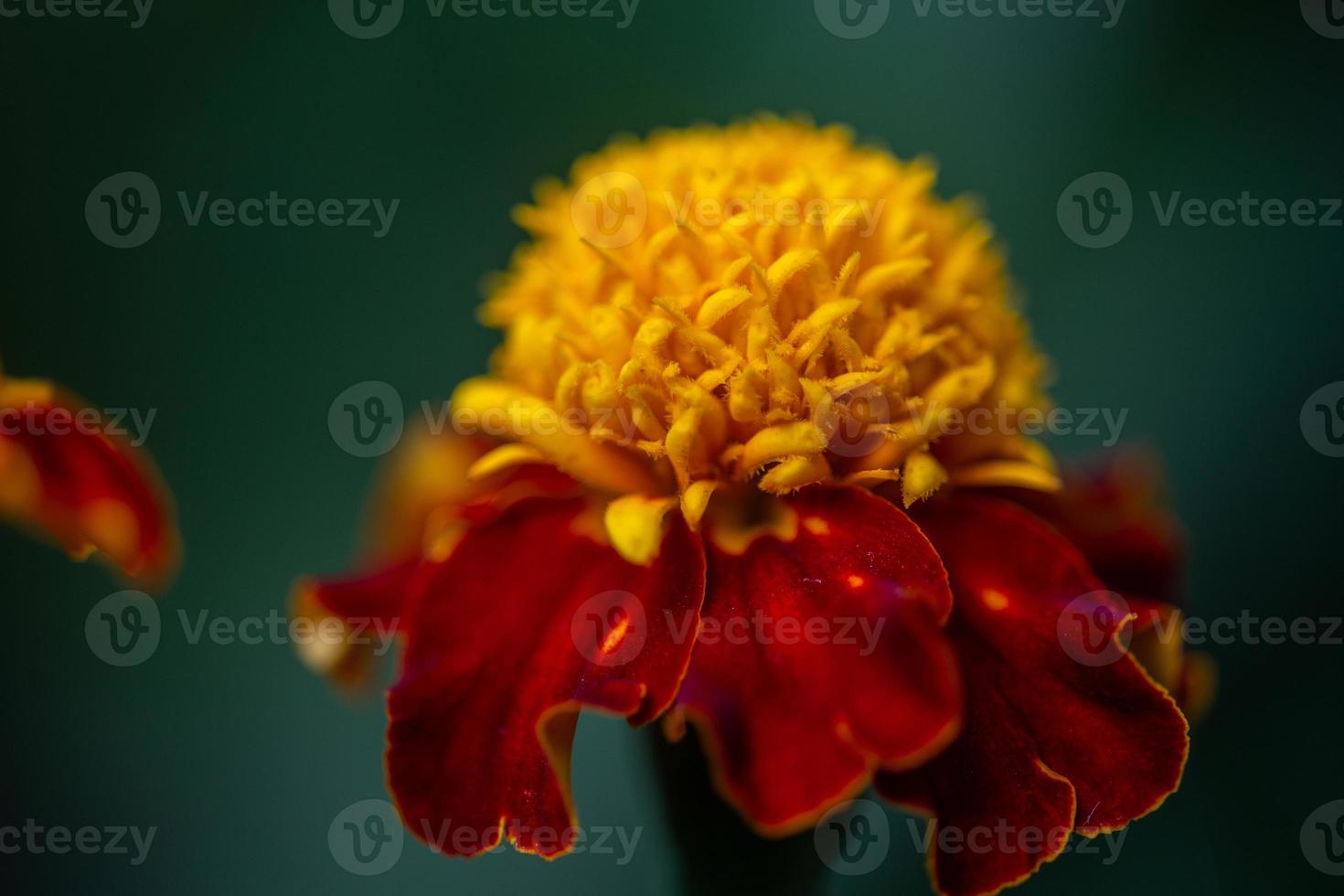 Red yellow marigold on a green background garden photogrpahy in a summertime. Blossom garden tagetes with bugrundy petals macro photography. photo