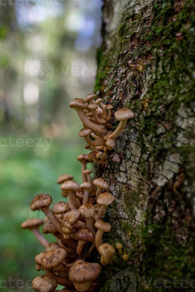 Honey mushrooms growing in the trunk of a fallen tree. Armillaria mushrooms family in the autumn forest. photo