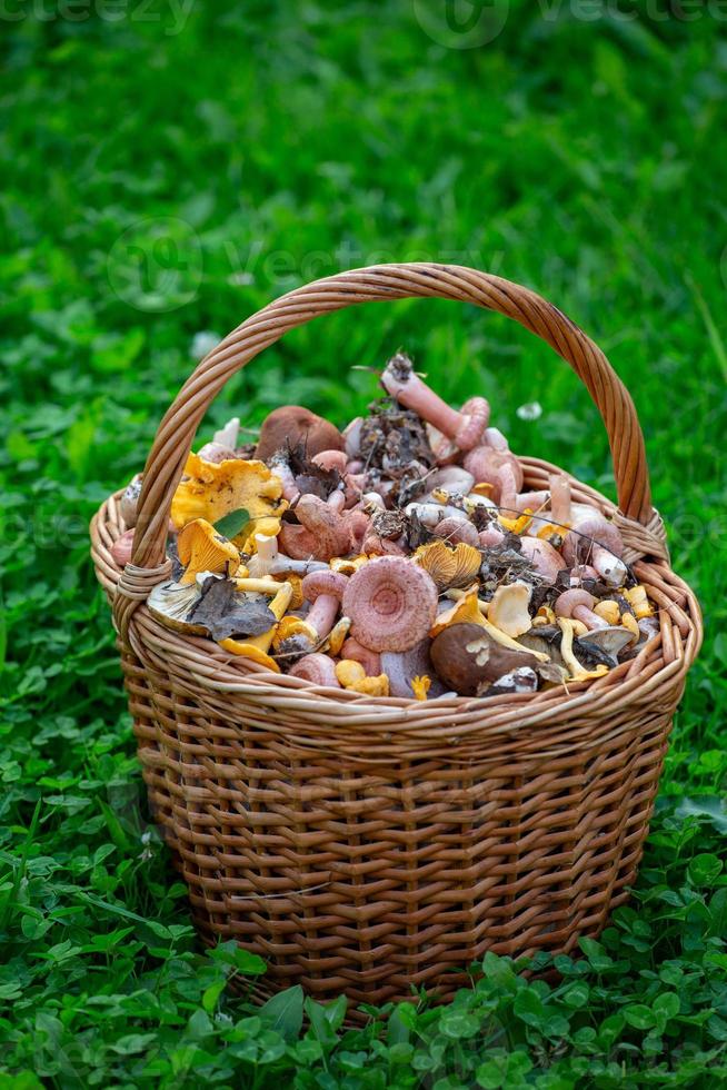 A full basket of mushrooms standing behind the green grass. Gifts of the forest collected in a basket in September. photo