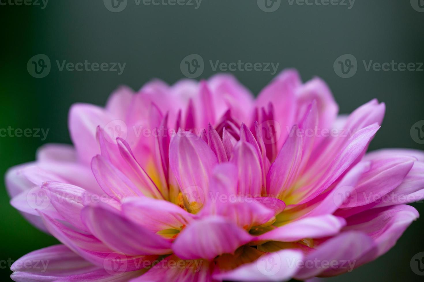 Blossom pink dahlia on a dark background closeup photo. Garden purple dahlia macro photography in a summertime bright floral background. photo