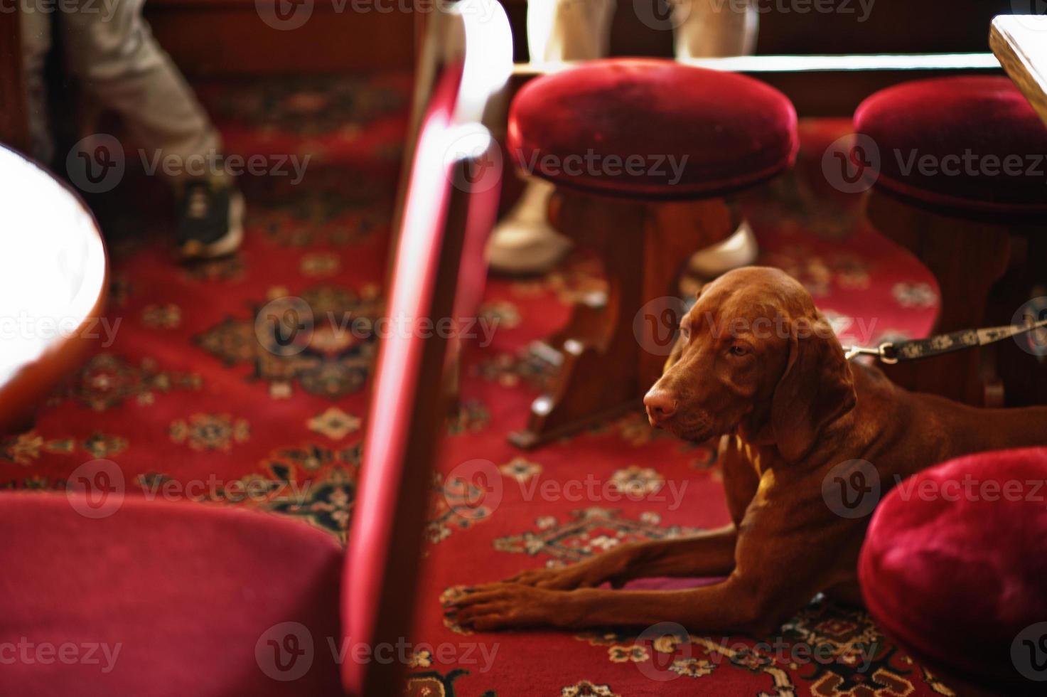 Hungarian Vizsla dog lying on red carpet. photo