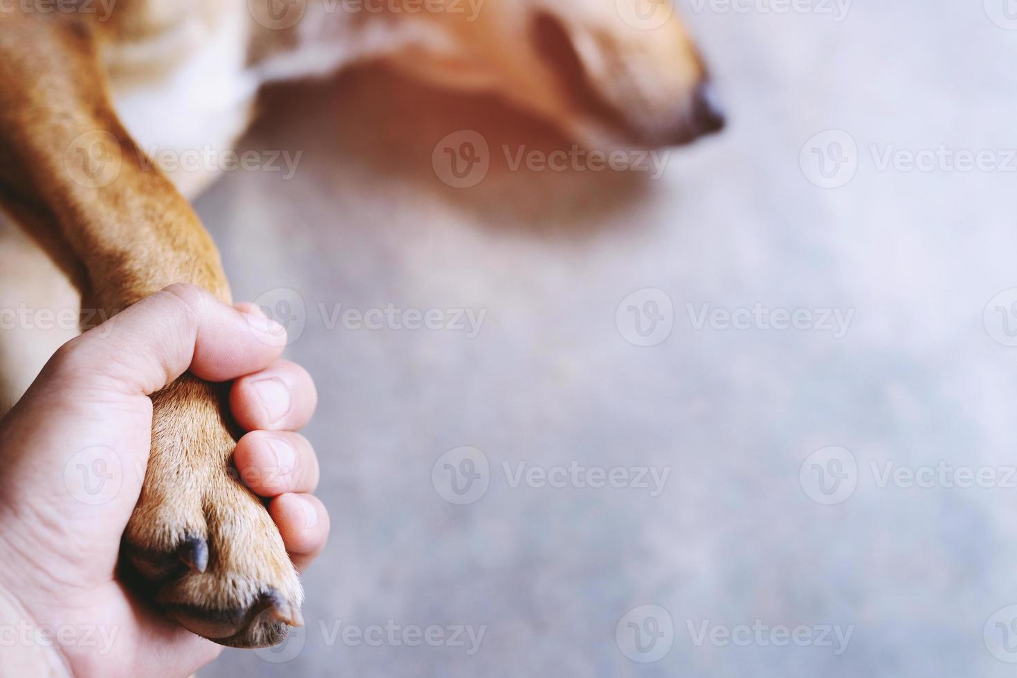owner petting his dog, Hands holding paws dog are taking shake hand together while he is sleeping or resting with closed eyes. empty space for text. photo