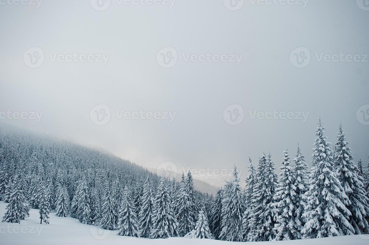 Pine trees covered by snow on mountain Chomiak. Beautiful winter landscapes of Carpathian mountains, Ukraine. Majestic frost nature. photo