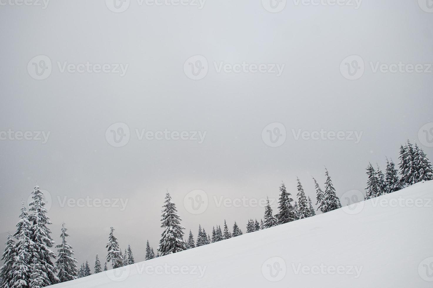 Pine trees covered by snow on mountain Chomiak. Beautiful winter landscapes of Carpathian mountains, Ukraine. Frost nature. photo