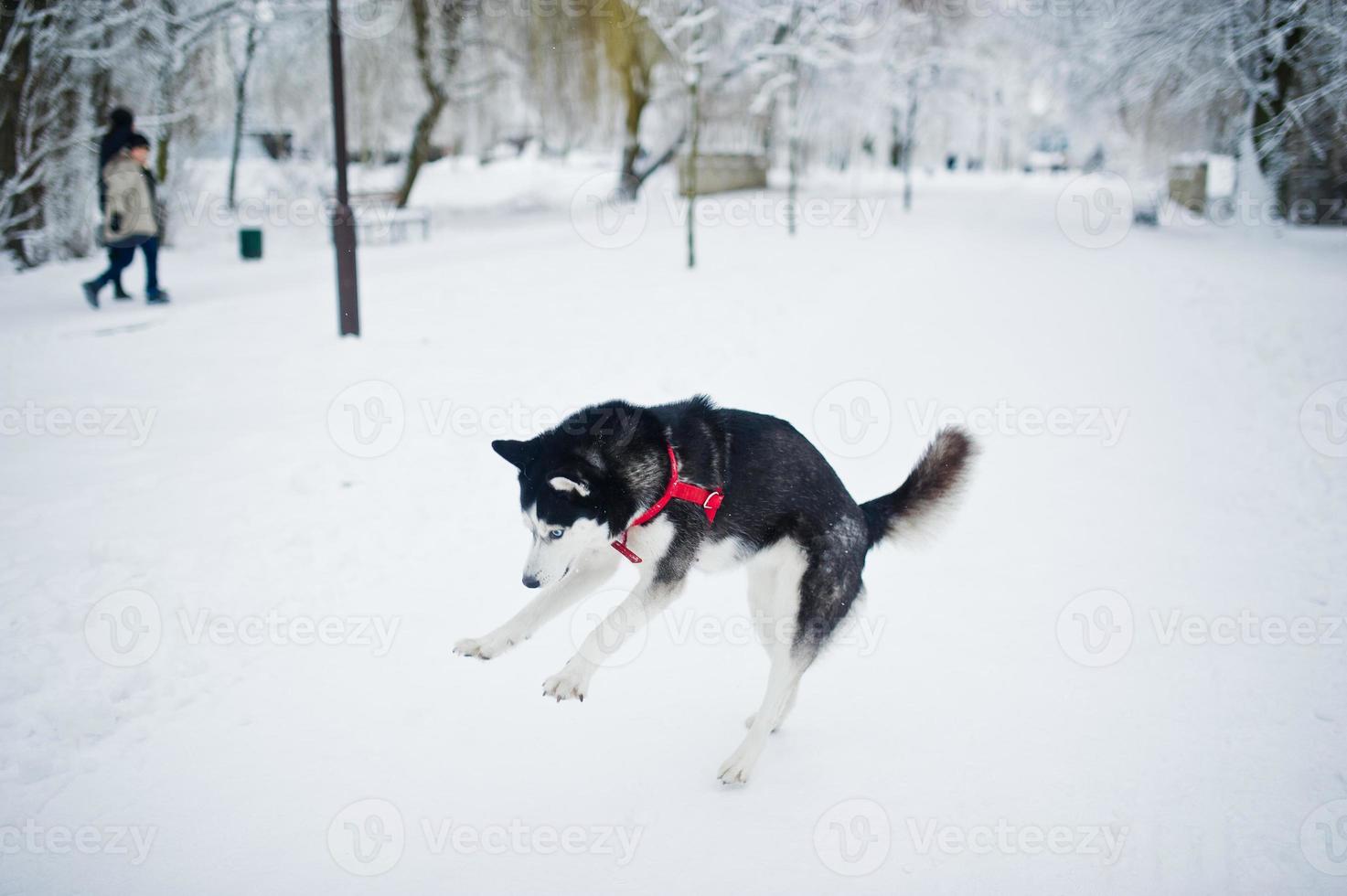 Husky dog on a leash walking at park on winter day. photo