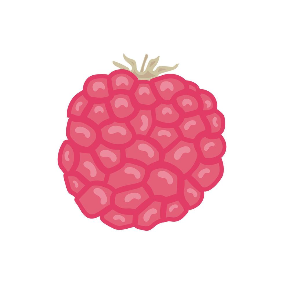 On a white background, sweet berries isolated. design in vector Raspberry illustration