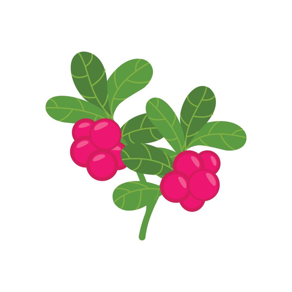 ilustración de vector de rama de arándano con fruta roja y hoja fibrosa verde