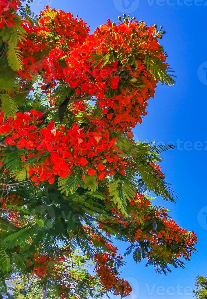 hermoso árbol de llama tropical flores rojas extravagante delonix regia  méxico. 10582781 Foto de stock en Vecteezy