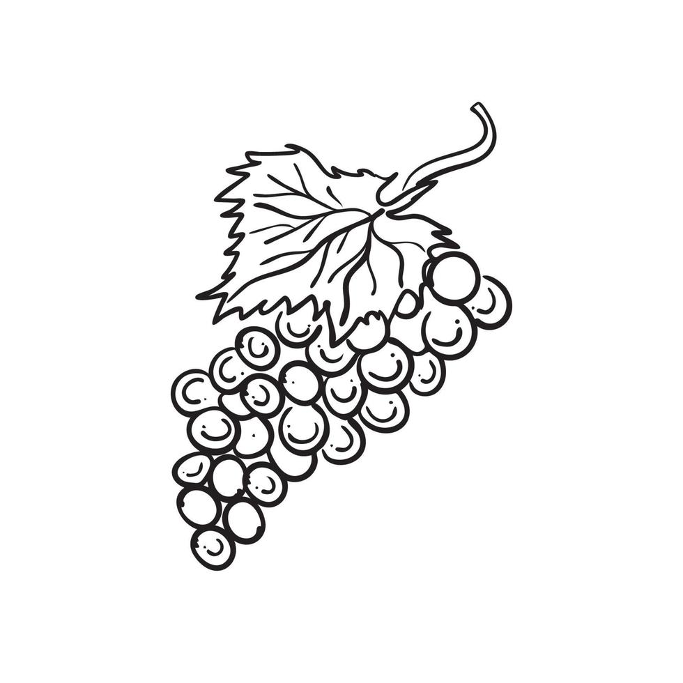 contour drawing of a bunch of grapes, vector illustration isolated on white background, wine label