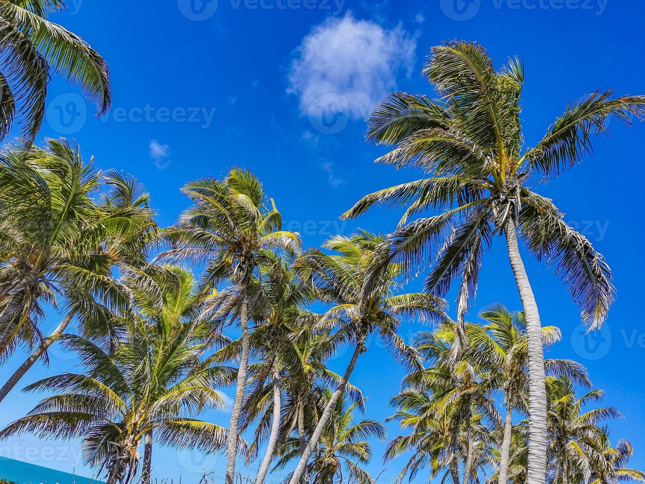 Beautiful tropical natural beach and forest panorama Contoy island Mexico. photo