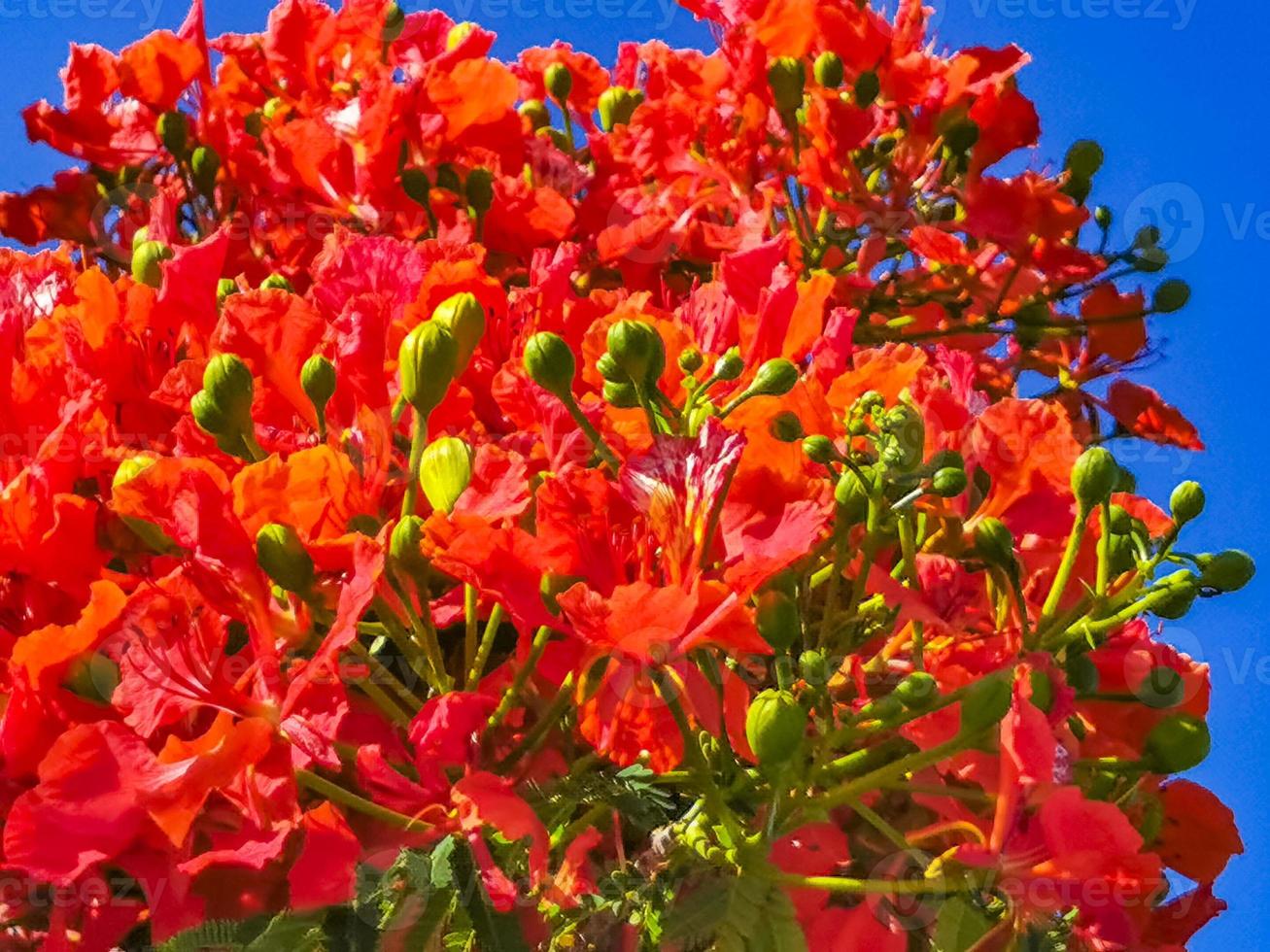 hermoso árbol de llama tropical flores rojas extravagante delonix regia  méxico. 10582869 Foto de stock en Vecteezy