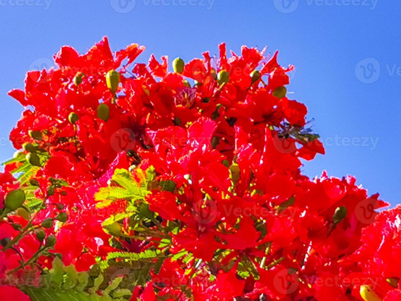 hermoso árbol de llama tropical flores rojas extravagante delonix regia  méxico. 10582883 Foto de stock en Vecteezy