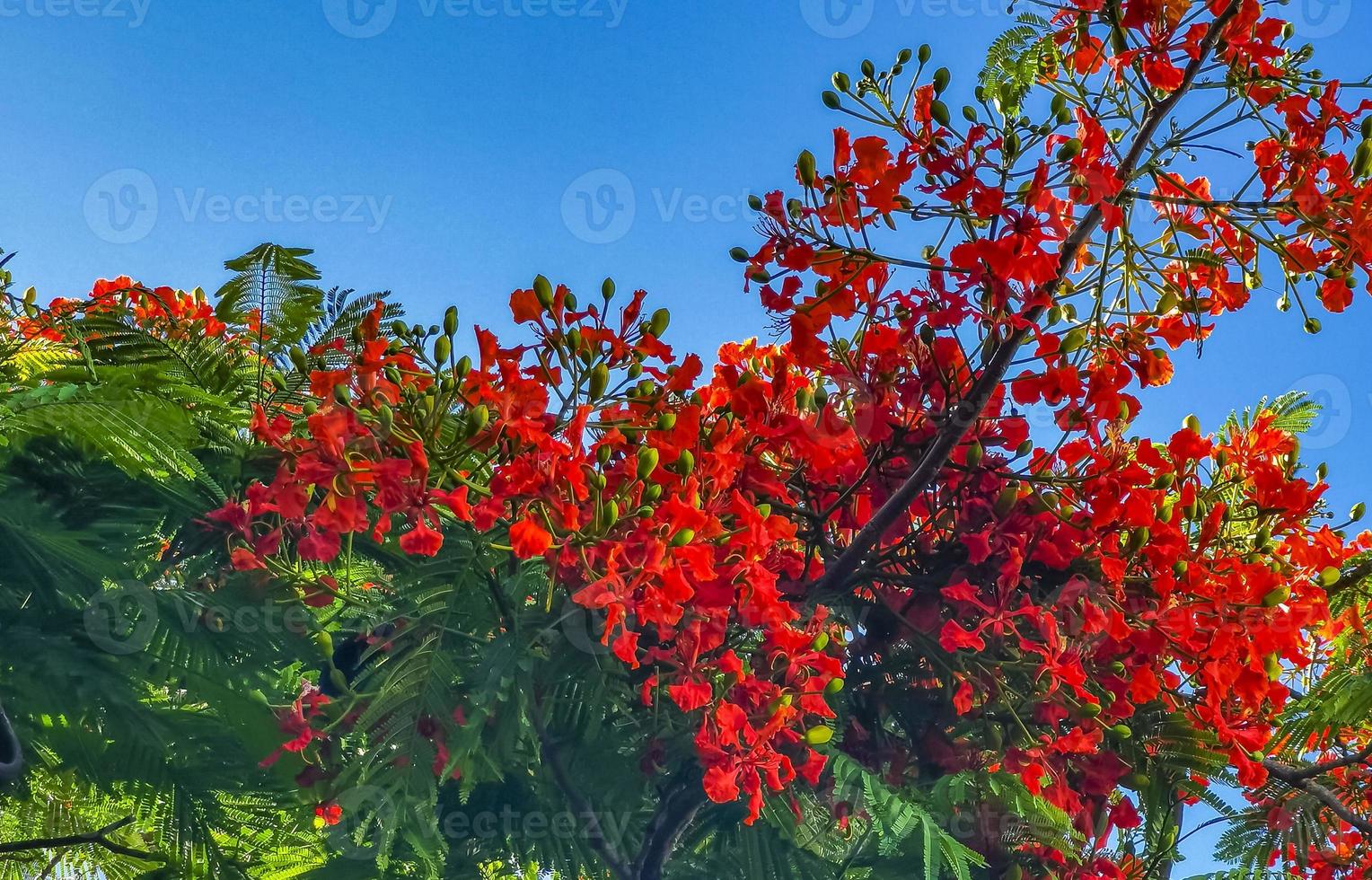 hermoso árbol de llama tropical flores rojas extravagante delonix regia méxico. 10582986 Foto de stock en Vecteezy hermoso árbol de llama tropical flores rojas extravagante delonix regia méxico. 10582986 Foto de stock en Vecteezy