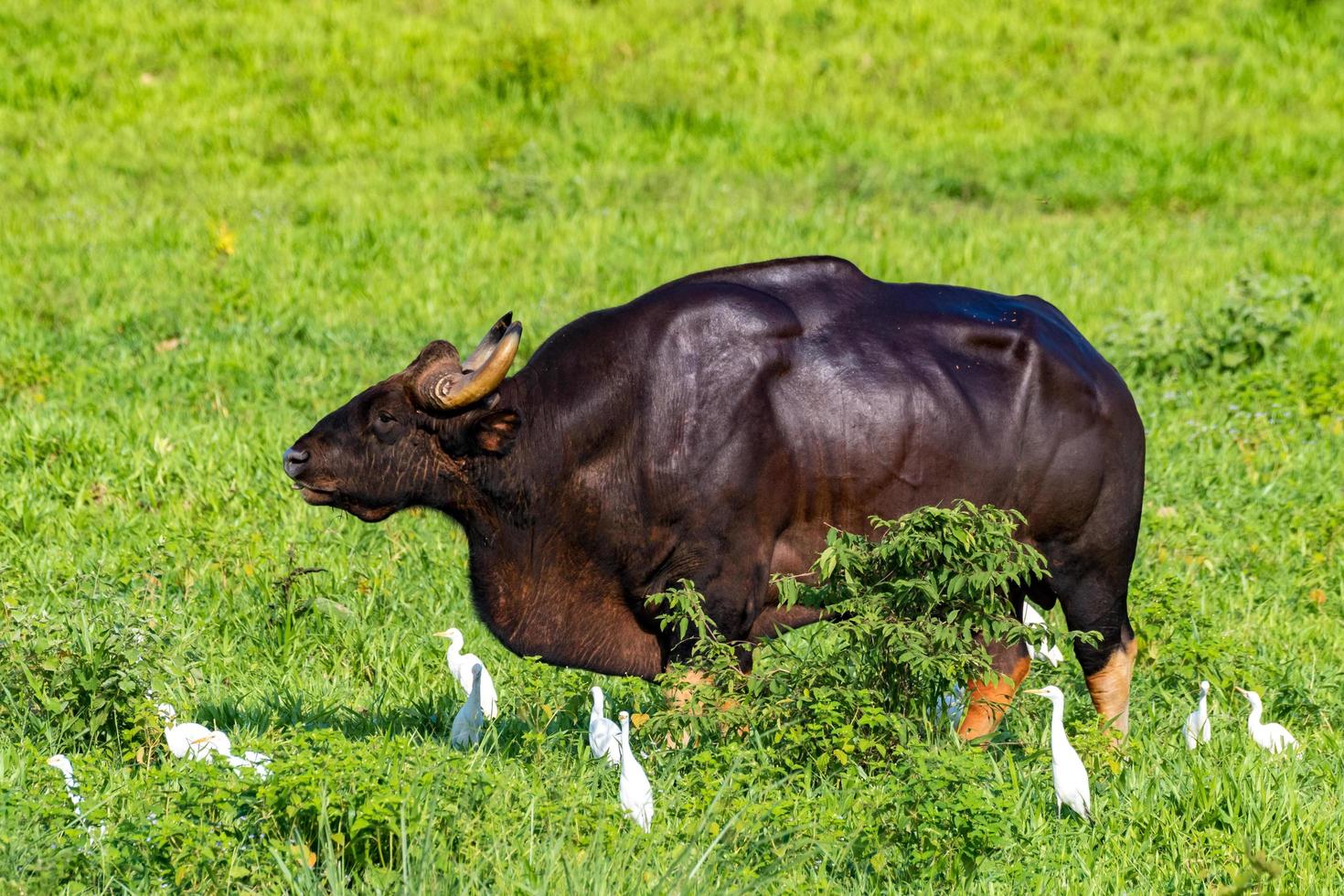 gaur comiendo hierba en la naturaleza en el parque nacional de kuiburi, tailandia. foto