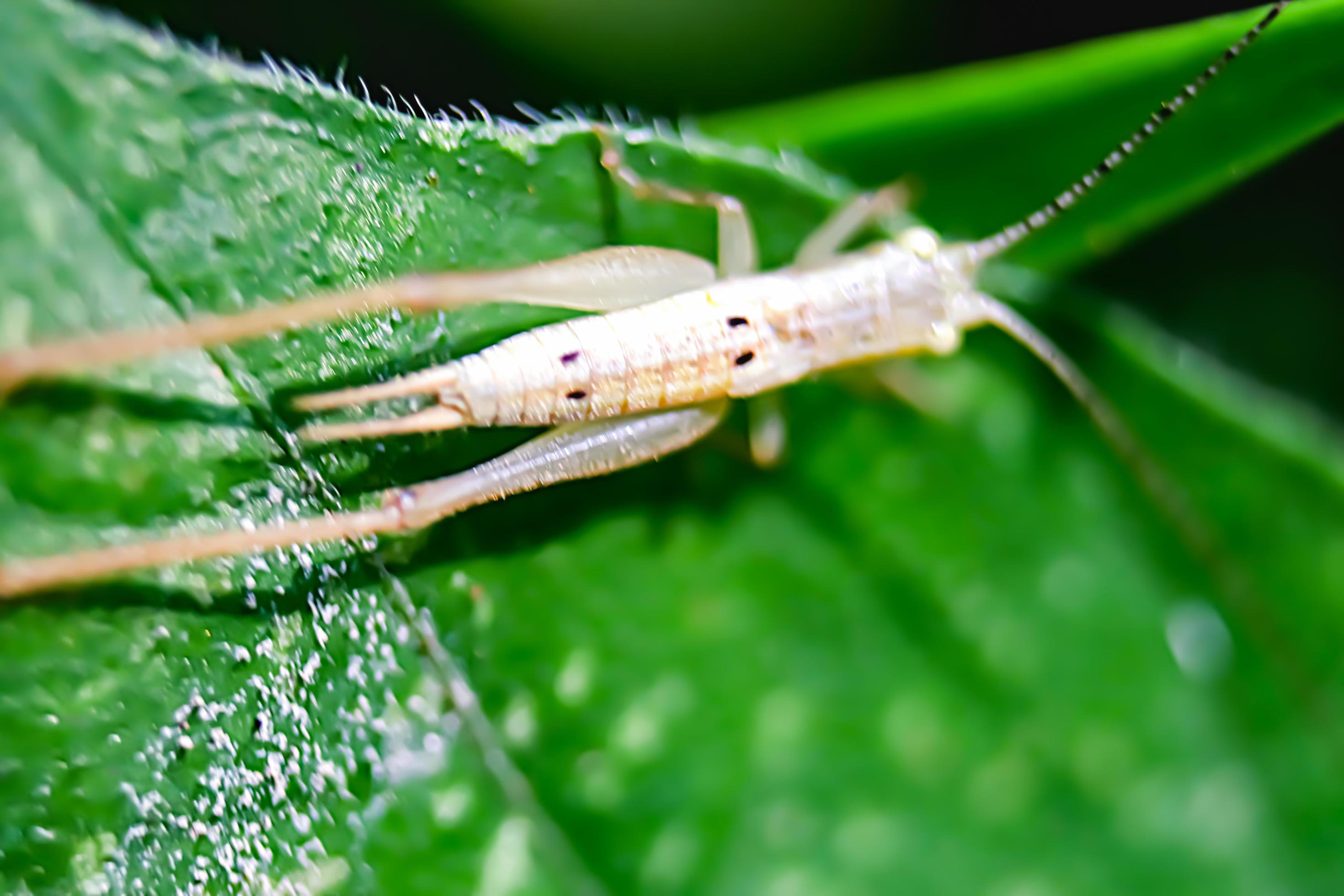 animal insect herbivore suborder winged jumping strong legs