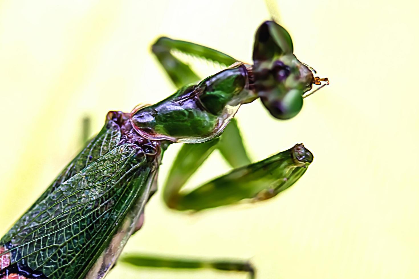 Photo of a praying mantis, a praying insect, with a blurry background texture