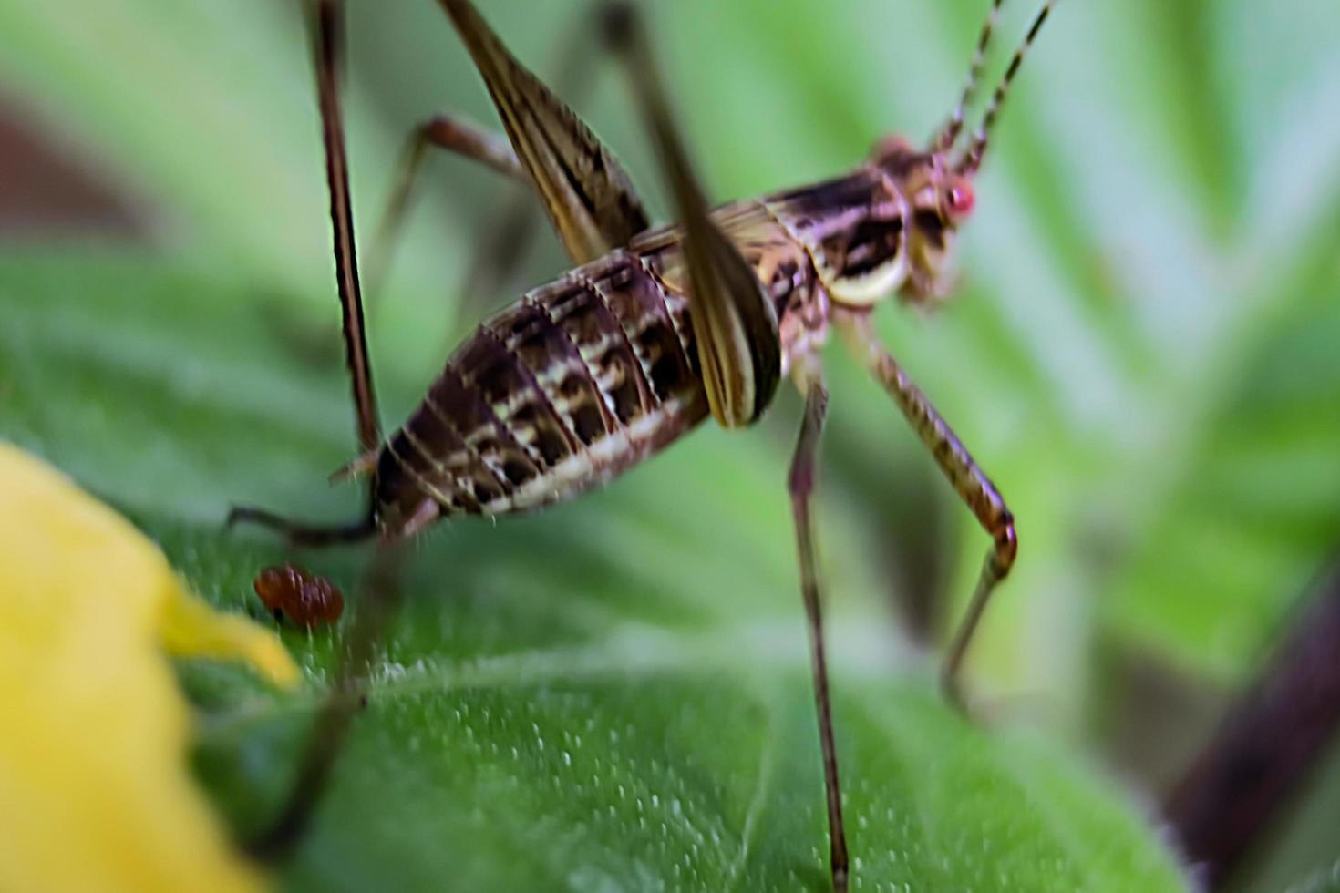 animal insect herbivore suborder winged jumping strong legs