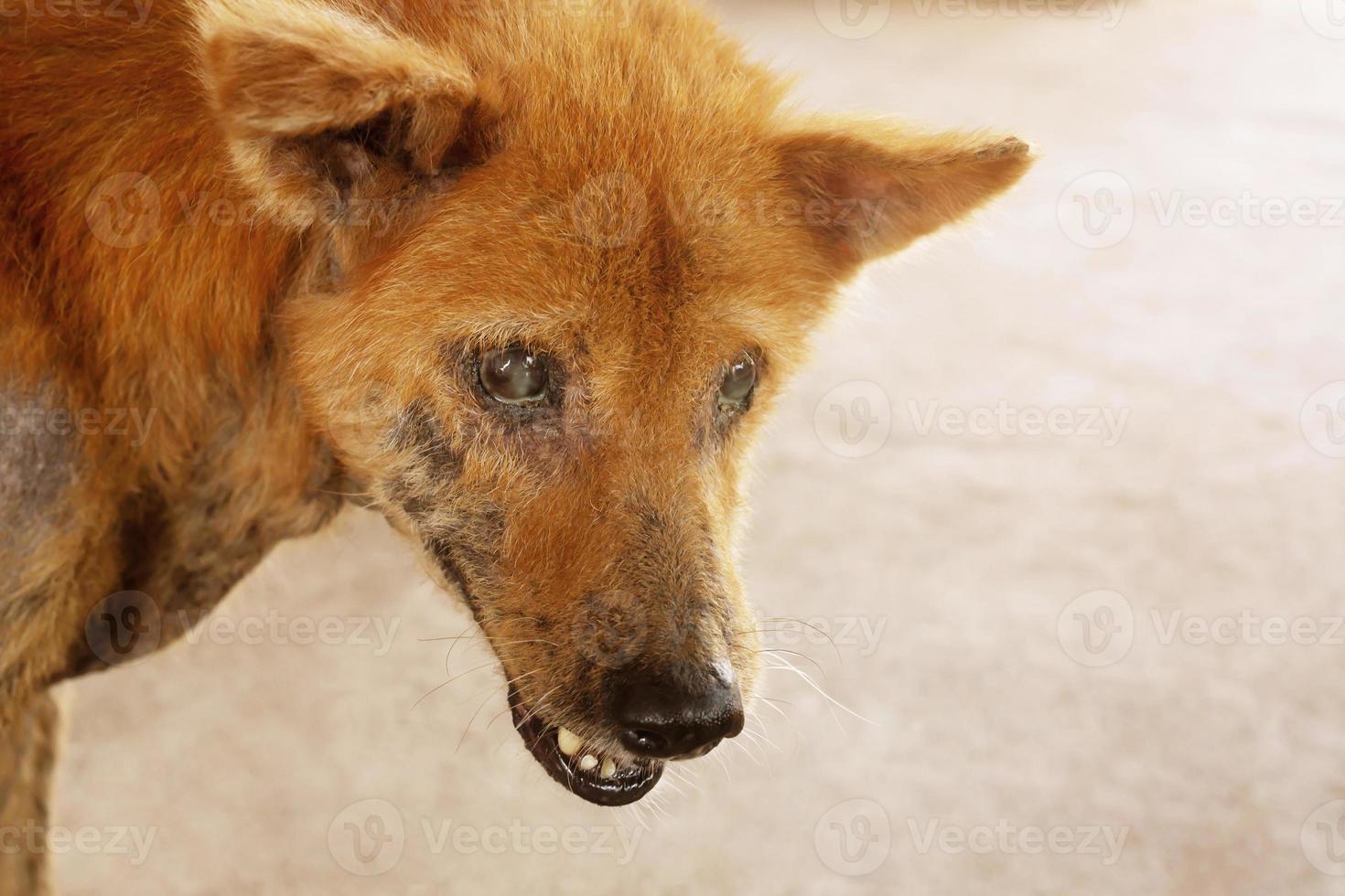 The dog was suffering from rabies. photo