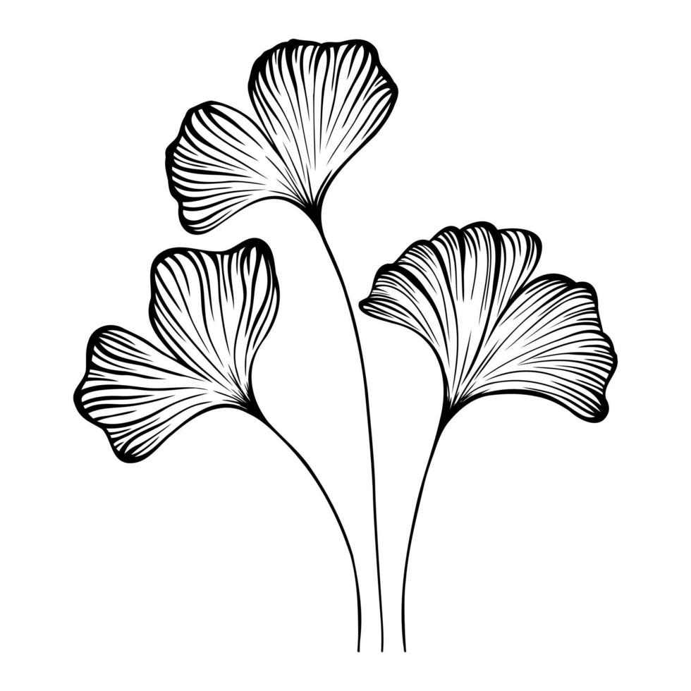 ginko biloba dibujado a mano. dibujo de líneas en blanco y negro, dibujado a mano con pluma y tinta. vector