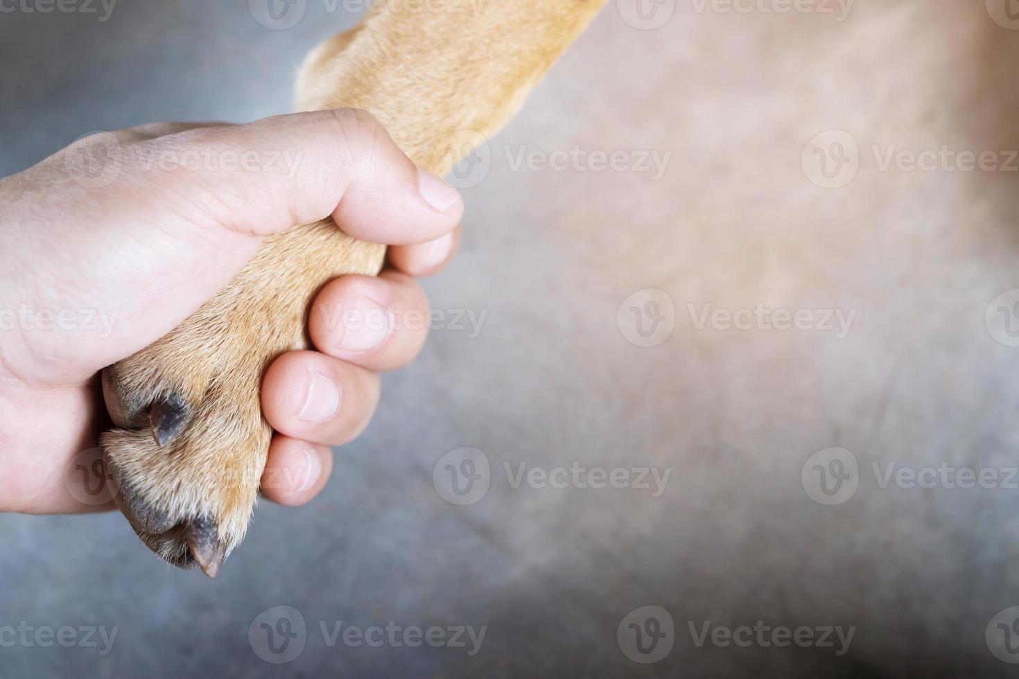 perro enfermo listo para ver a un médico foto