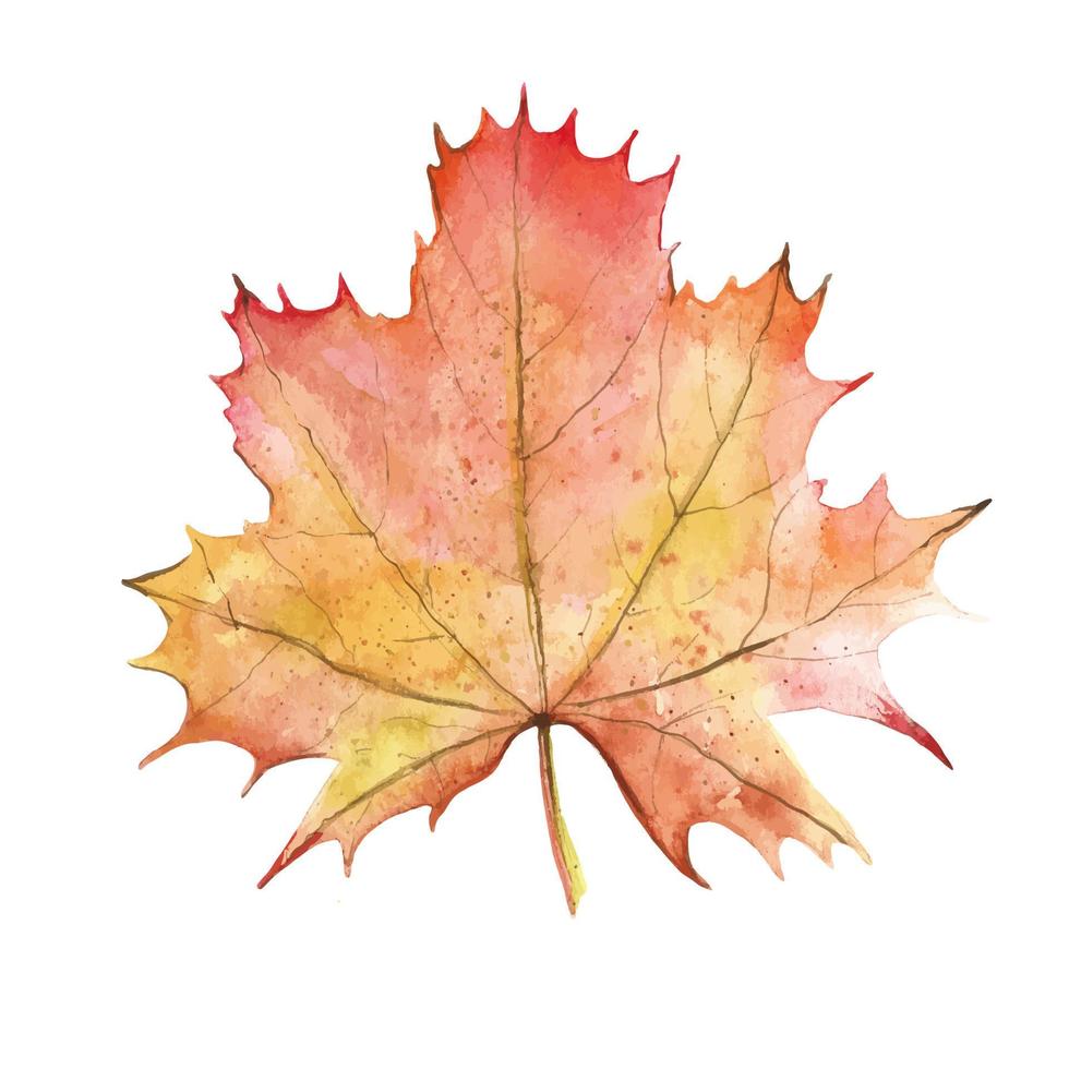 Autumn Maple Leaf vector